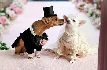 Animals, Dogs, Wedding, Couple, Pair, Costume HD wallpaper