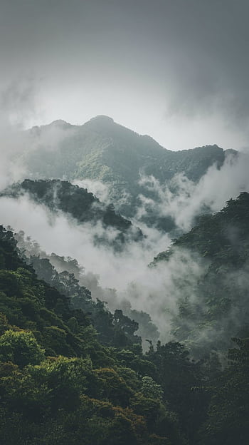 Explore the serene misty atmosphere of forested mountains shrouded in fog. HD phone wallpaper
