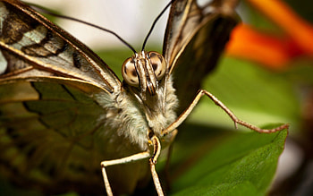Macro, Beautiful, Butterfly, Wings HD wallpaper