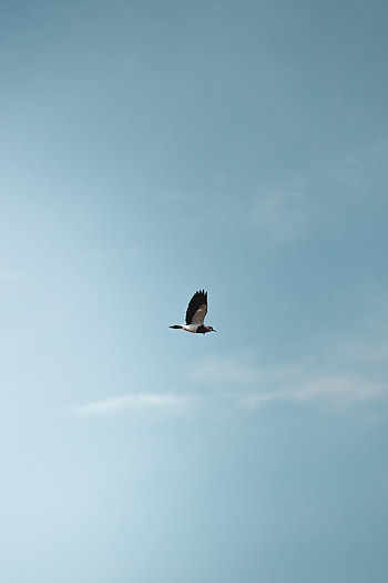 Bird, Minimalism, Flight, Wings HD phone wallpaper