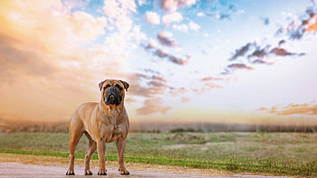 Bullmastiff dog, Protective nature, , Mobile backgrounds HD wallpaper