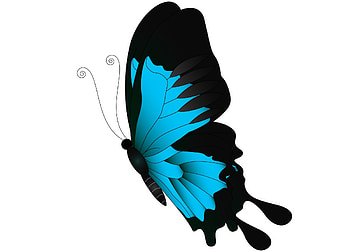 Butterfly, blue, white, black, fluture, card HD wallpaper