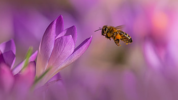 Bee Is Hovering In Light Purple Blur Background Bee HD wallpaper