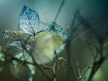 Hydrangea Leaves, blue, leaves, hydrangea, green, nature, beauty HD wallpaper