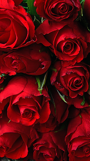 Red Rose Bed, date, love, valentine, , , rose-bed HD phone wallpaper