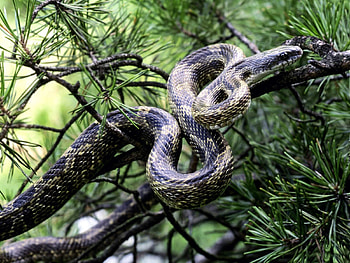 Animals, Wood, Tree, Branches, Spruce, Fir, Snake HD wallpaper