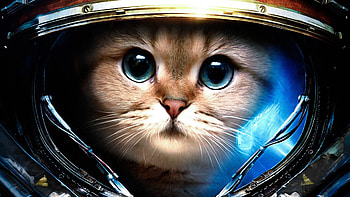 StarCraft, James Raynor, Astronaut, Space, Cat, Starcraft II, Humor / and Mobile Backgrounds HD wallpaper