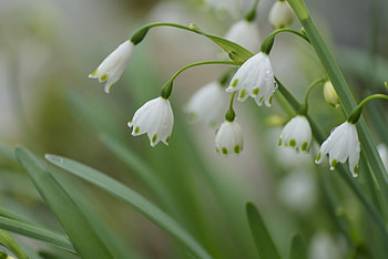 Snowflakes, Macro, Leaves, Spring HD wallpaper