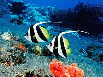 Tropical fish, Beautiful graphy, Marine life, Breathtaking HD wallpaper