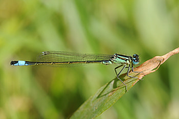 Grass, Macro, Form, Stripes, Streaks, Dry, Dragonfly HD wallpaper