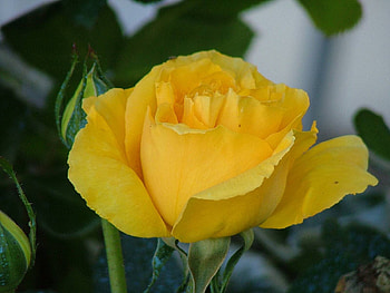Gorgeous Yellow Rose, rose, day, stem, petals, yellow, flower, green, nature HD wallpaper