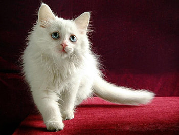 White cat, cats, kitties HD wallpaper