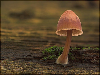 Beautiful Mushroom, beautiful, mushroom HD wallpaper