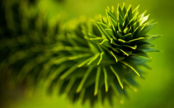 Plant, Macro, Light, Bright, Light Coloured HD wallpaper