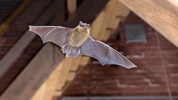 Serotine, Bats HD wallpaper