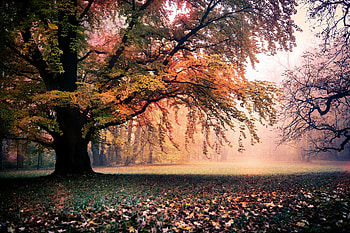Fallen Leaves From Tree , trees, tree, nature, fall, leaves HD wallpaper