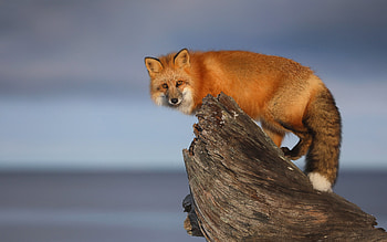 Fox, animal, nature, graphy HD wallpaper