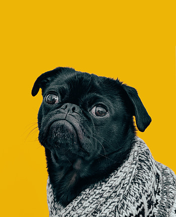 Curious, pug, pet HD phone wallpaper