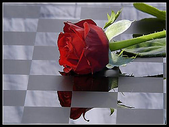 Red Rose, beautiful, gray background, green leaves HD wallpaper