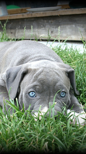 American Bully, Loving, Dog, dog breeds HD phone wallpaper