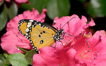 Butterflies, Insects HD wallpaper