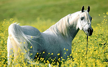 Animals, Flowers, Grass, Stroll, Horse, Bridle HD wallpaper