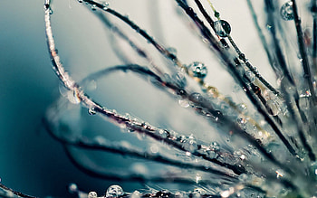 Drops, Macro, Wet, Branches, Humid, Race HD wallpaper