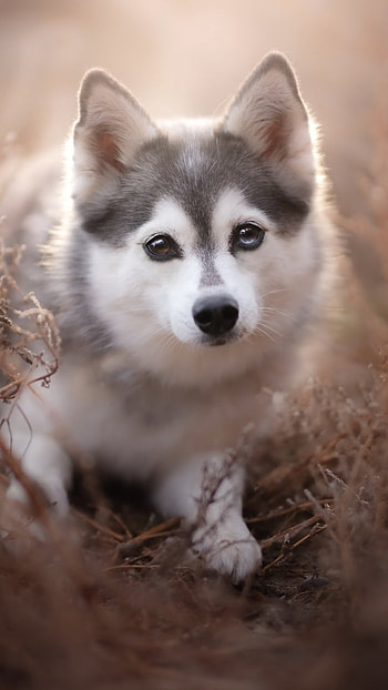 Husky Pup — Adorable Baby Dog, puppy, baby animal, dog, Animal, husky HD phone wallpaper
