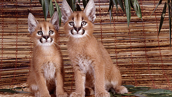 Animals, Cats HD wallpaper