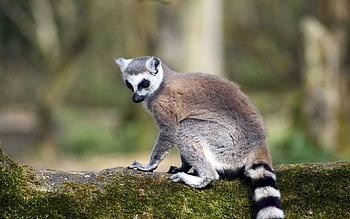 Animals, Striped, Animal, Lemur, Tail HD wallpaper
