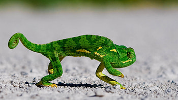 Animals, Chameleons, Lizards HD wallpaper