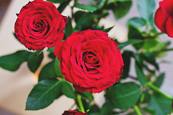 Flowers, Rose Flower, Rose, Bud HD wallpaper
