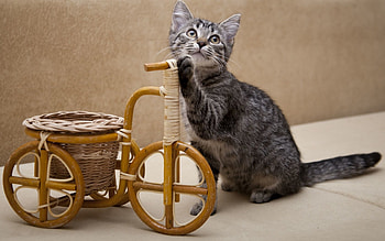 Animals, Kitty, Kitten, Toy, Basket, Bicycle, Curiosity HD wallpaper