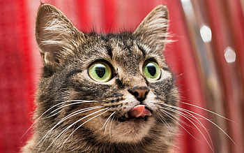 Animals, Cat, Sight, Opinion, Language, Tongue, Lick Your Lips, Licking HD wallpaper