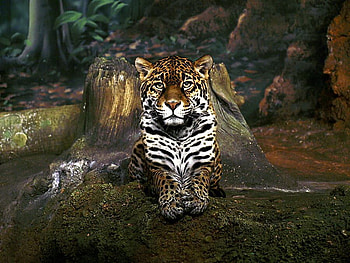 Leopard skin, gold black and white, leopard, trees, cat, forest, spotted HD wallpaper