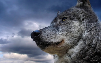 Beautiful-wolf, diferite, rase, lupi, caini HD wallpaper