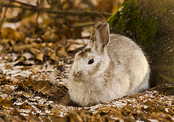 Animals, Leaves, Wood, Tree, Cold, Hare HD wallpaper