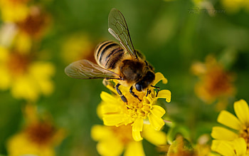 Bee on Flower, bee, macro, flower, yellow HD wallpaper