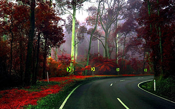 Nature, Trees, Signs, Road, Turn, Arboretum HD wallpaper