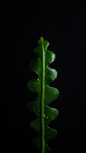 Dark, leaf HD phone wallpaper