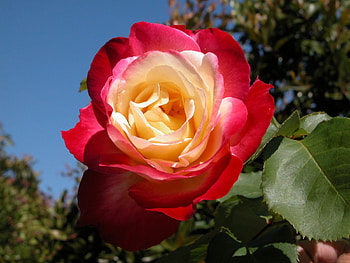 Large Red White Rose, blue, white, large, day, leaves, petals, flower, green, layers, red, trees, nature, sky HD wallpaper