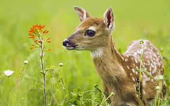 Elegant deer, Striking ry, Animal graphy, Enchanting HD wallpaper