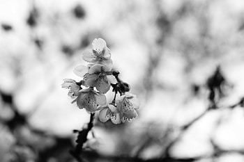 Flowers, Sakura, Macro, Branch, Bw, Chb HD wallpaper