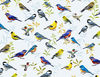 Pattern, texture, bird, pasari HD wallpaper