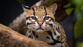 Ocelot, Zvata zve dravec, Koka ocelot, Enich monitor HD wallpaper