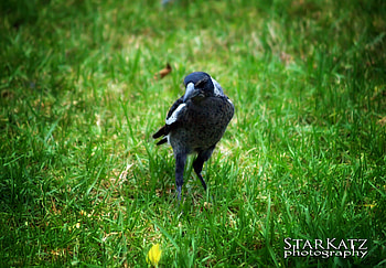 Youth, birds, bird, baby, beautiful, grass, elegant, starkatz, green, yellow, magpie, leaf HD wallpaper