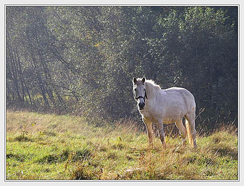 White Horse, art , field, alone, nice HD wallpaper