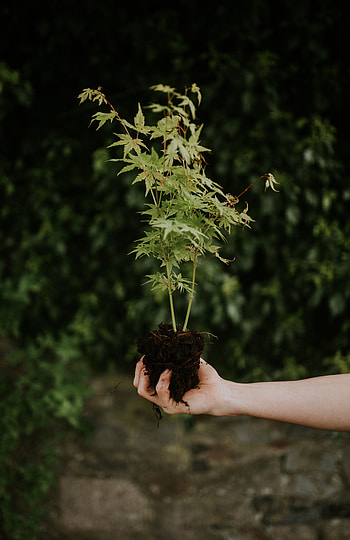 Flowers, Bush, Plant, Seedling HD phone wallpaper