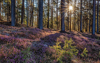 Heather in Forest, shadows, sunbeams, forest, heather HD wallpaper