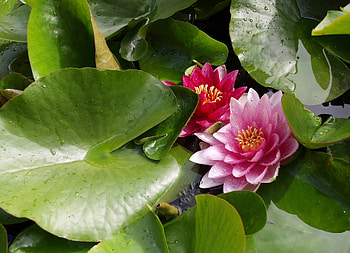 Plants, Nature, Lilies, Flora, Burdocks, Lopouhi HD wallpaper